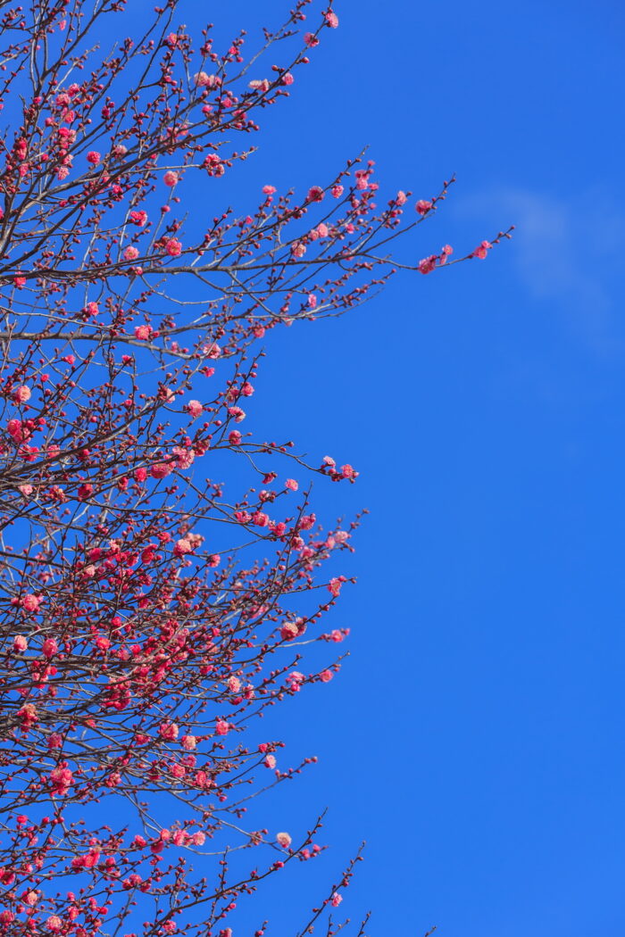 1月30日(木) 　大室公園の紅梅