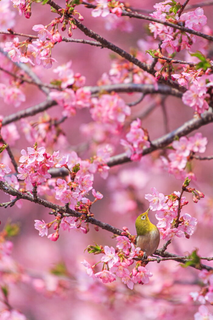 みやぎ千本桜の森
