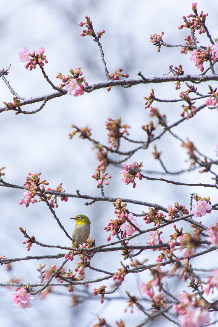 大室公園のカワヅザクラ