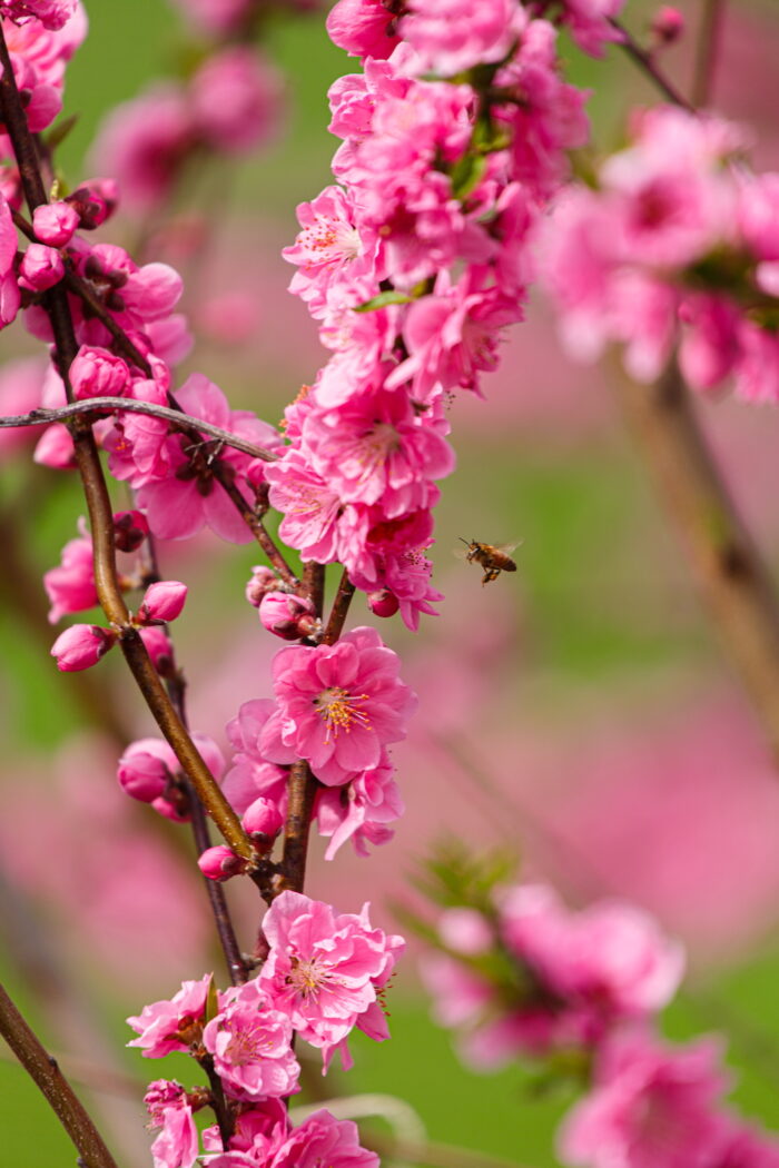 モモの花