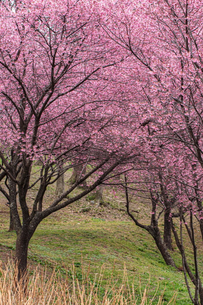 荻窪公園　オカメ