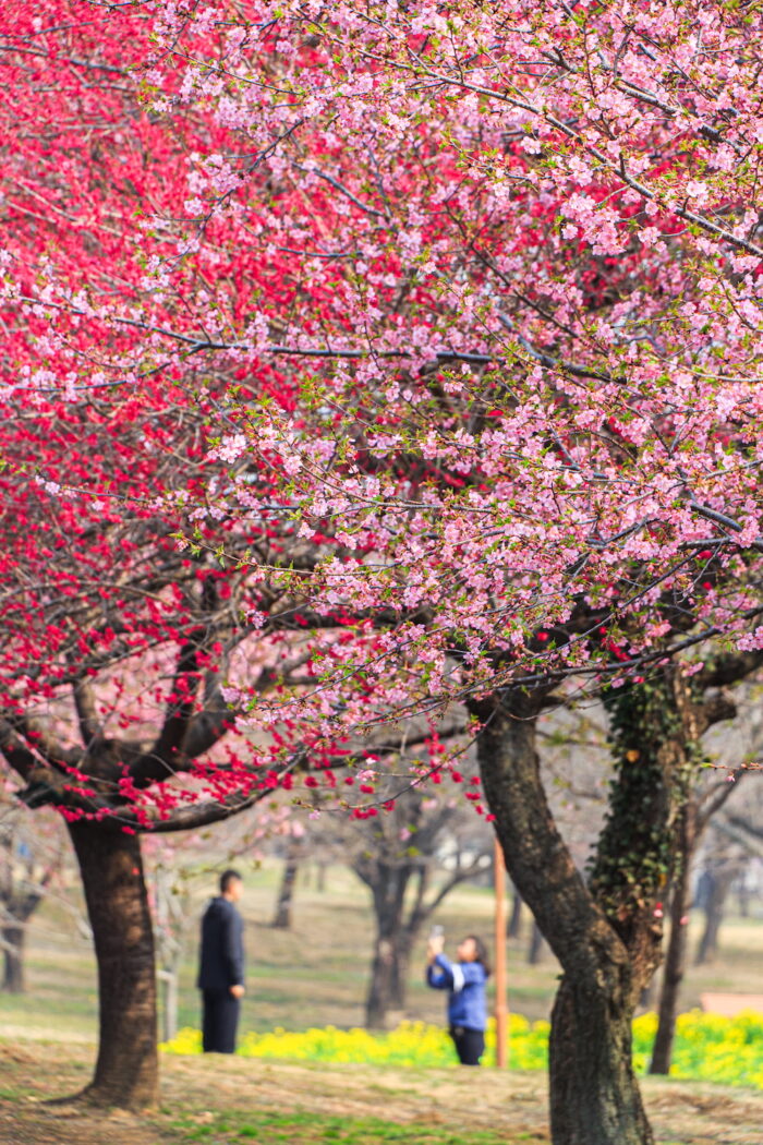 みやぎ千本桜の森