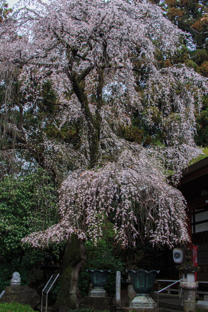 金剛寺のシダレザクラ