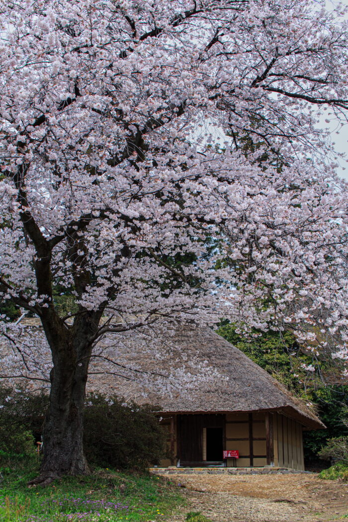 阿久沢家住宅の桜