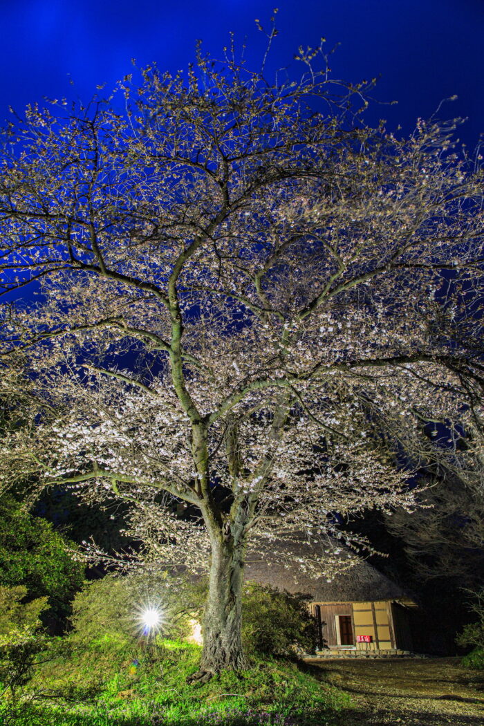 国指定重要文化財阿久沢家住宅の桜のライトアップ