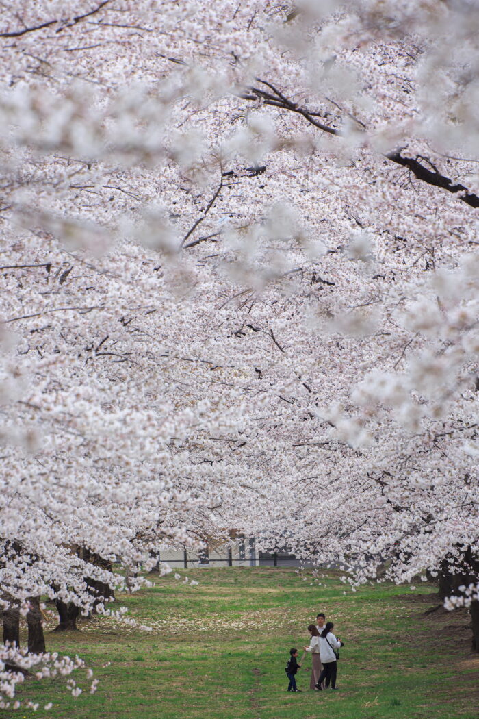 赤城南面千本桜
