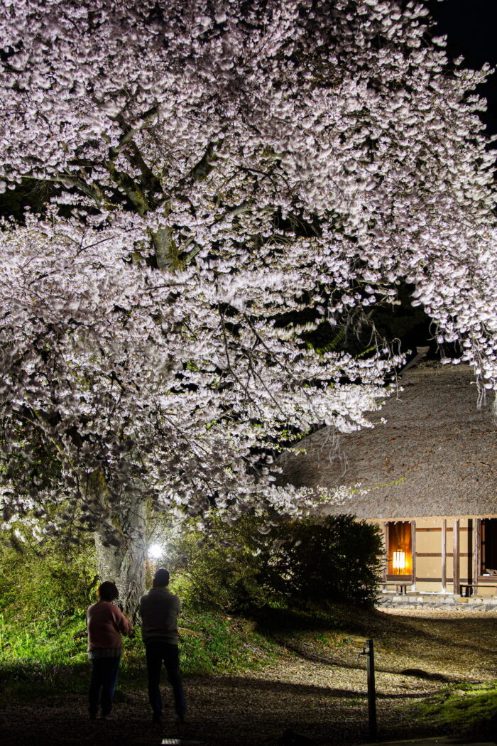 阿久沢家住宅の桜のライトアップ