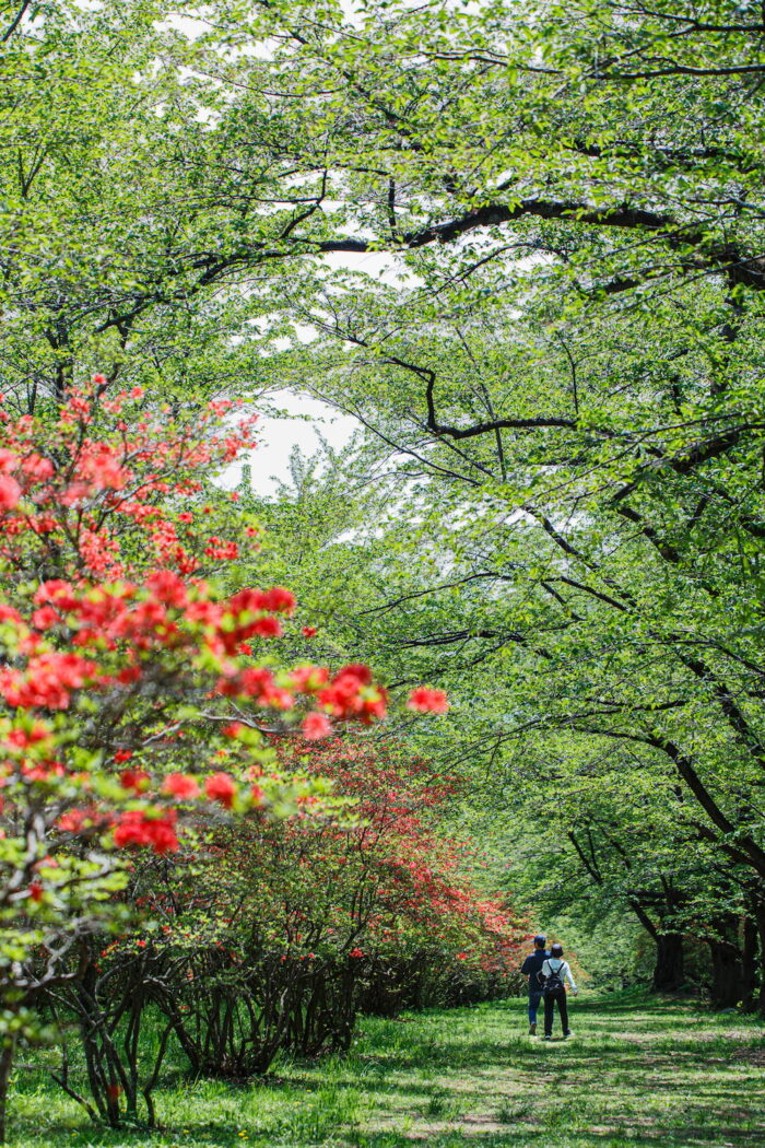 赤城南面千本桜並木