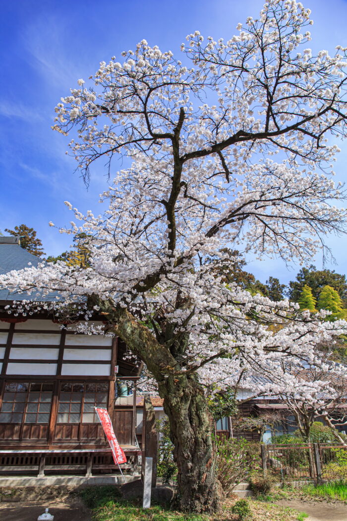 金剛寺のソメイヨシノ