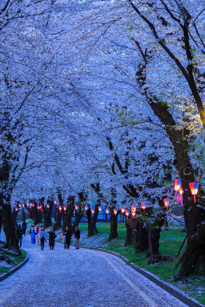 赤城南面千本桜