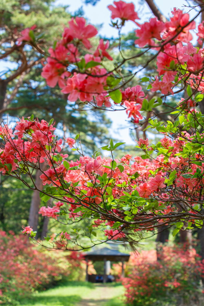 赤城神社参道松並木のヤマツツジ