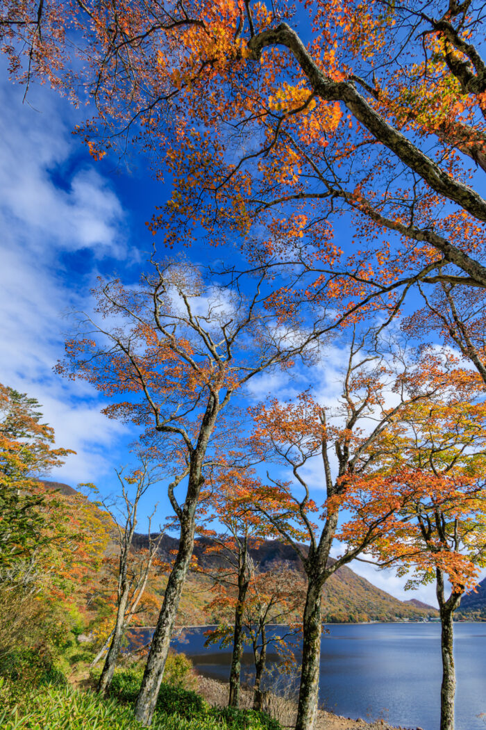 大沼の紅葉