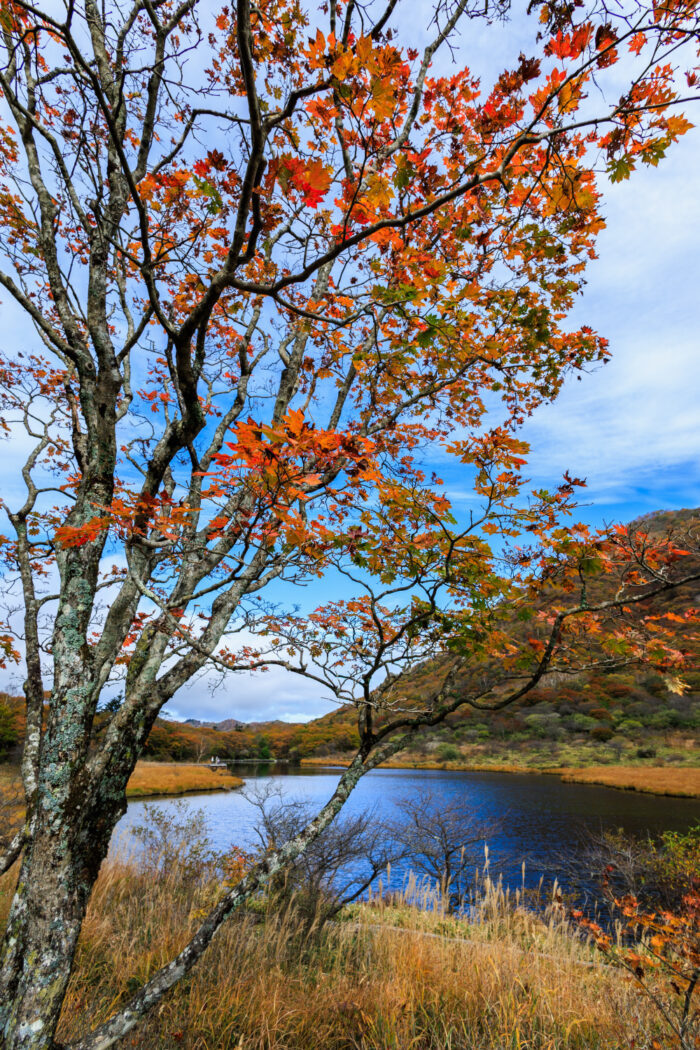覚満淵の紅葉