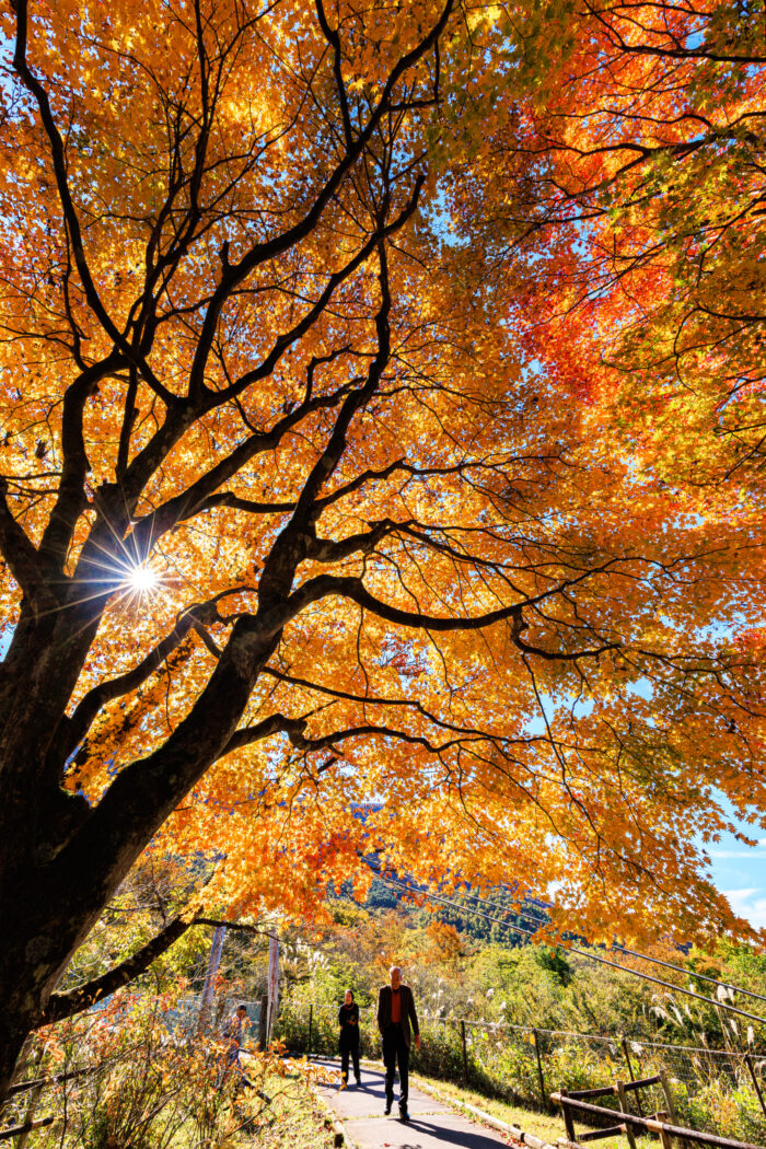 県立赤城森林公園/SUBARUふれあいの森 赤城のさくらの広場