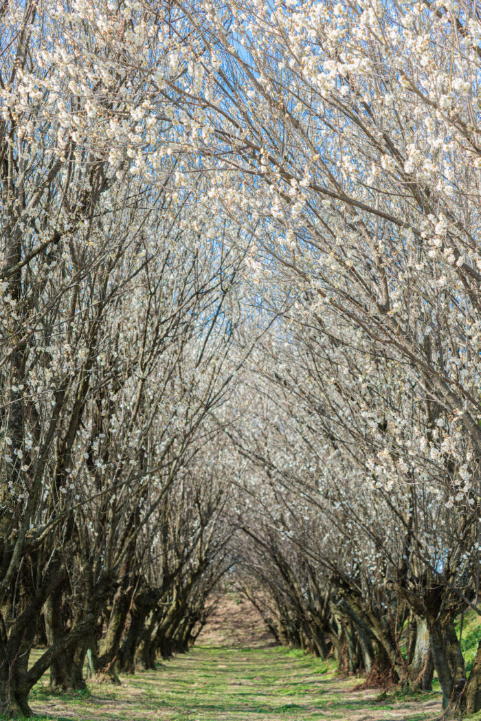 赤城南麓の梅の花