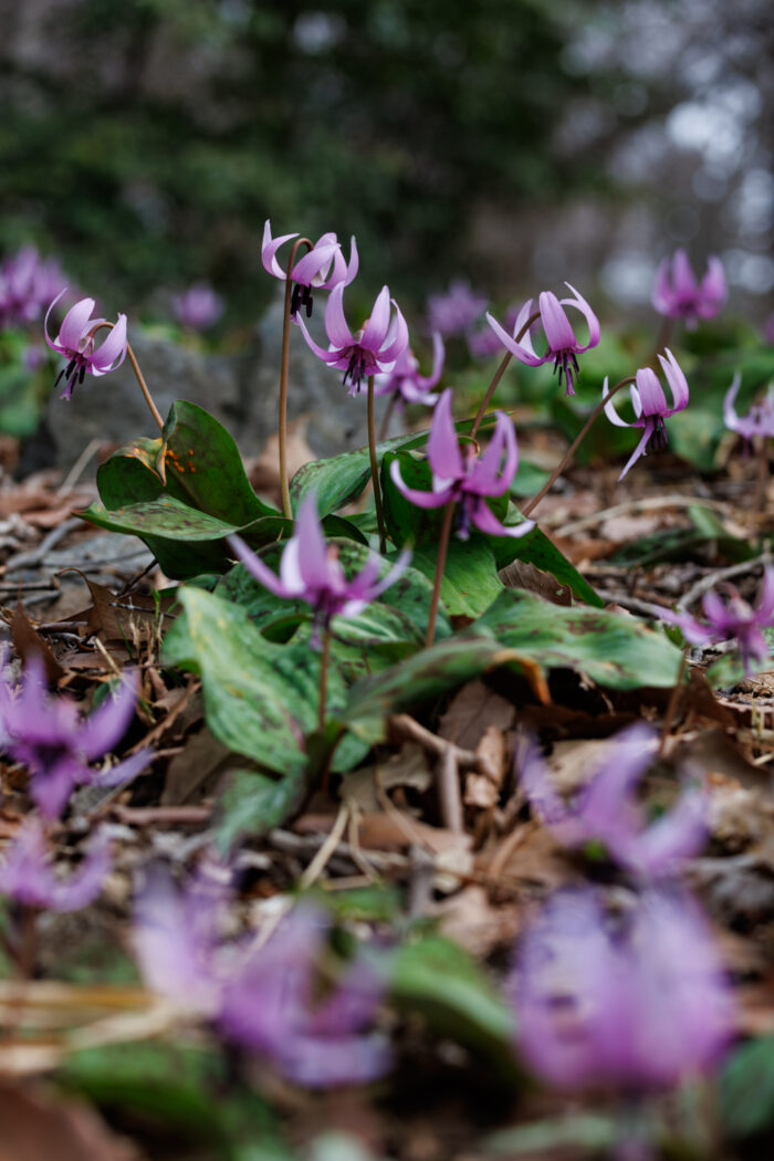 嶺公園のカタクリの花