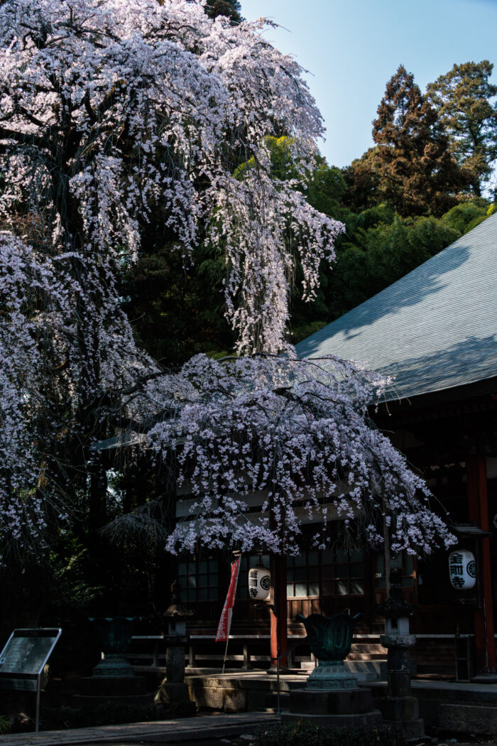 金剛寺のシダレザクラ