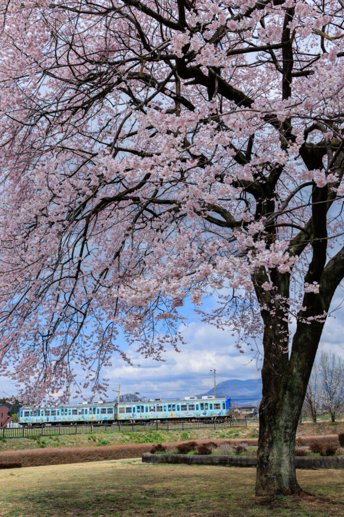 おなぶち城址公園の桜