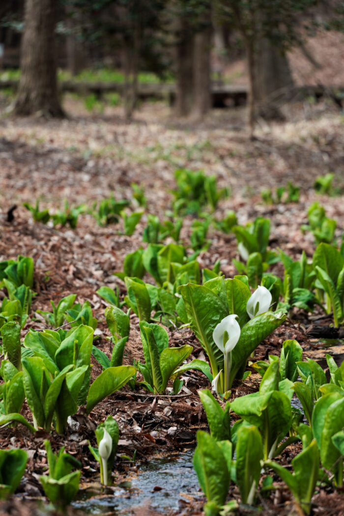 嶺公園のミズバショウ