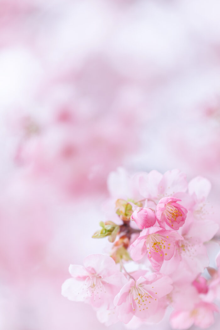 宮城総合運動場の高遠小彼岸桜