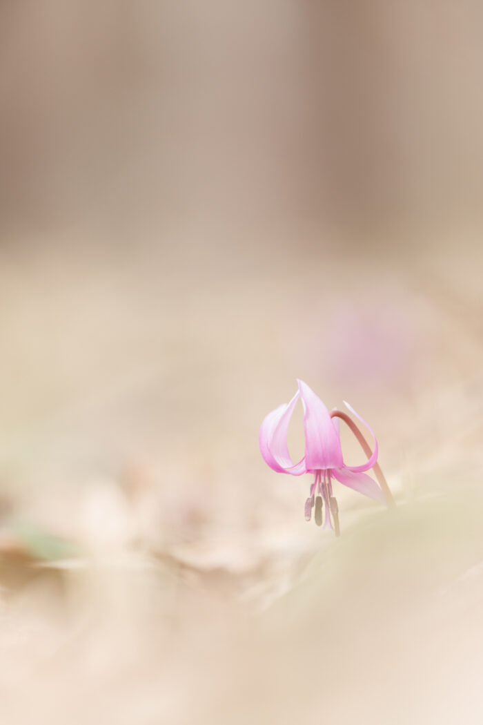 嶺公園のカタクリの花
