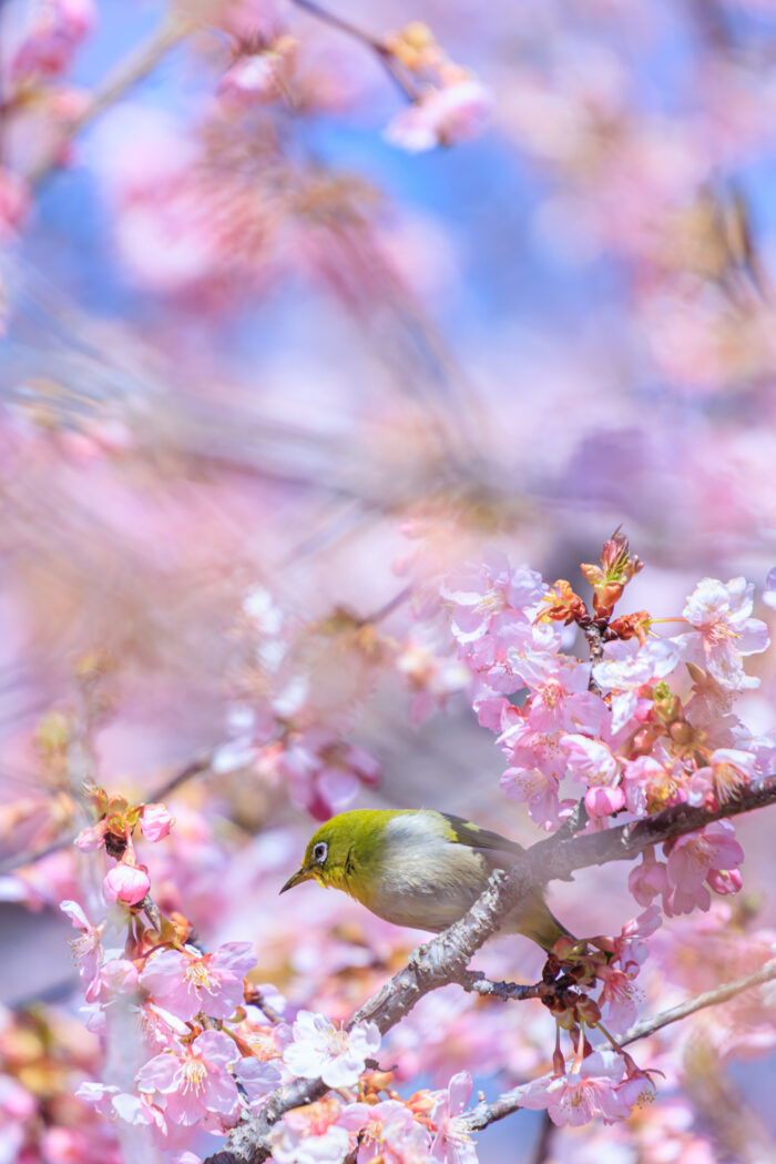 みやぎ千本桜の森公園　河津桜