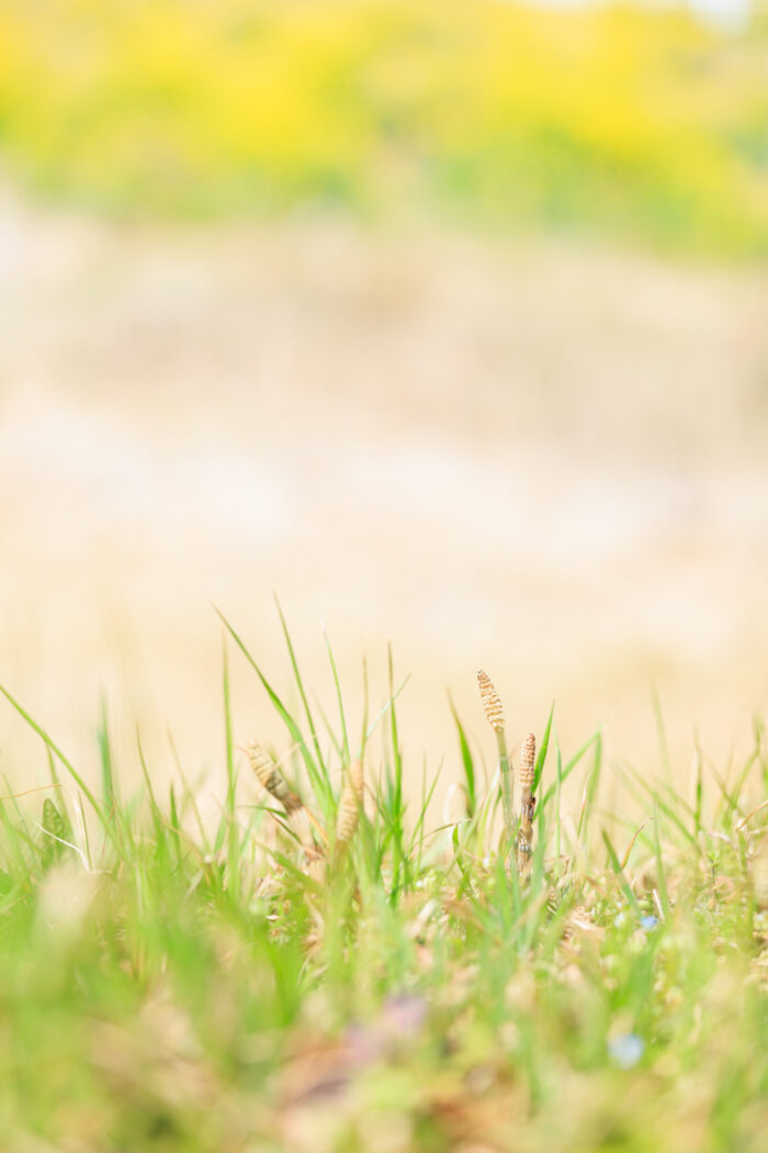 荒砥川のつくし