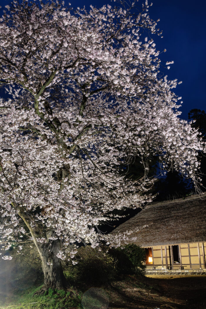 阿久沢家住宅の桜のライトアップ