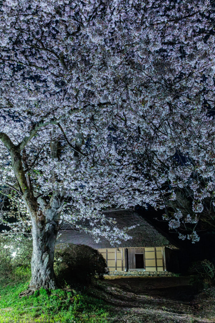 阿久沢家住宅の桜のライトアップ