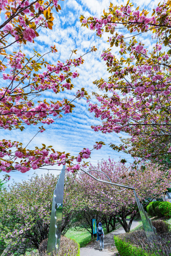 大胡ぐりーんふらわー牧場の八重桜