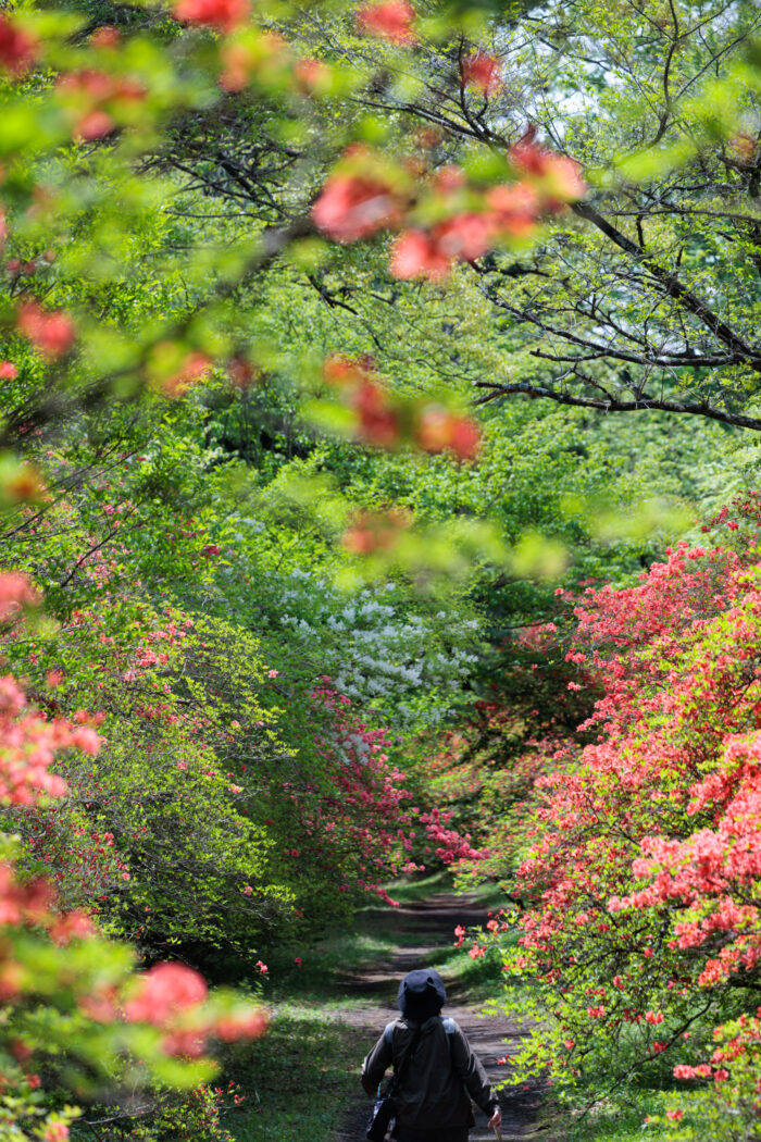赤城神社参道松並木のヤマツツジ