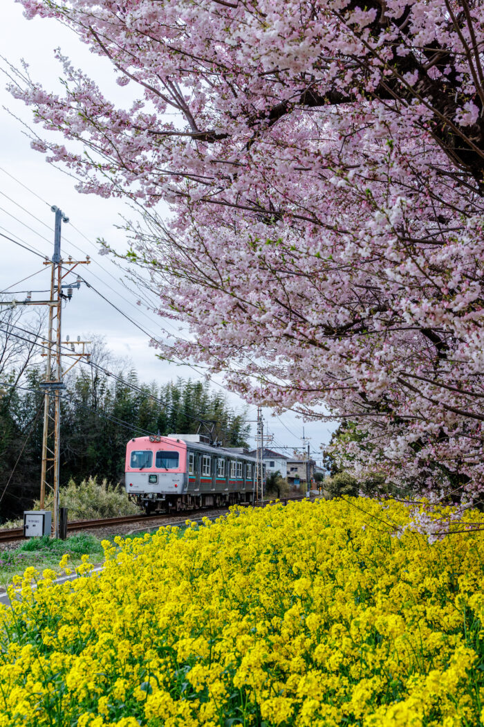 桜と上毛電鉄