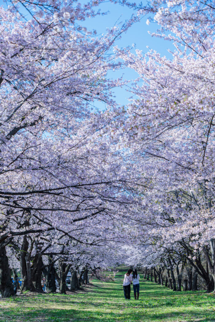 赤城南面千本桜