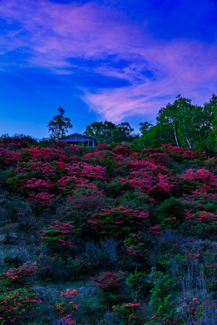 見晴山のヤマツツジ