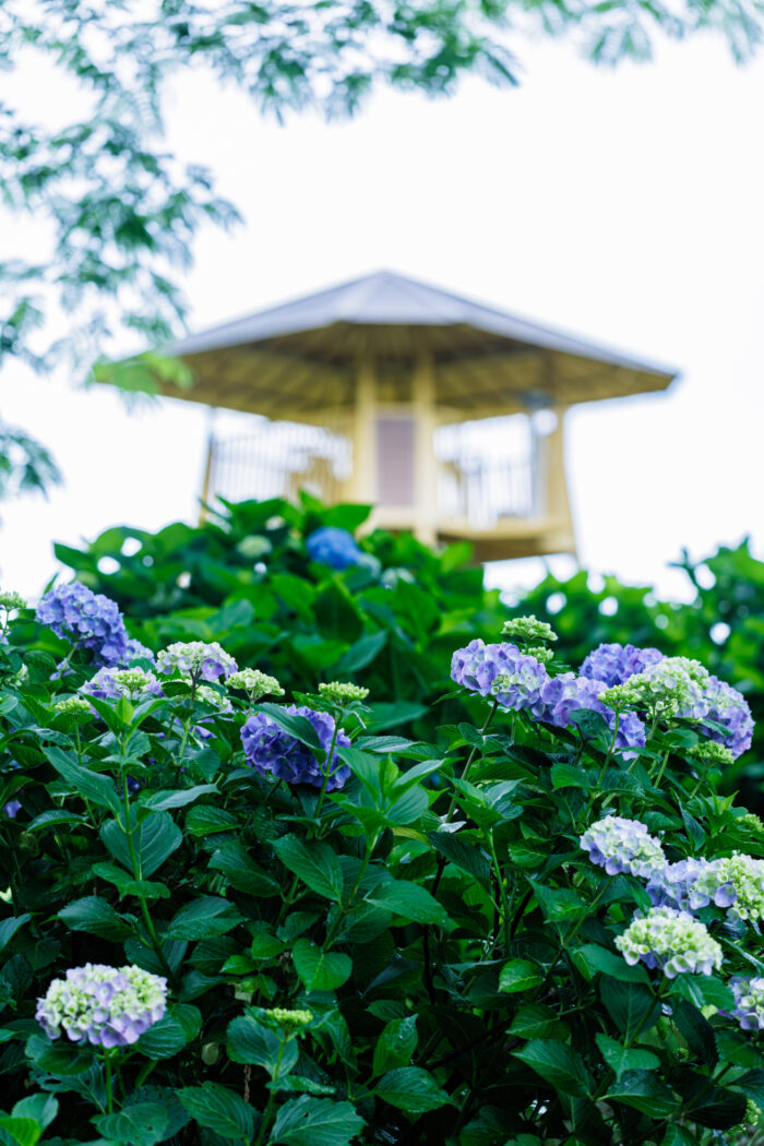 荻窪公園