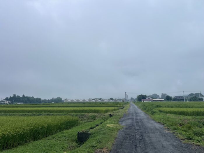 8月29日(土)　AM 8:14　前橋市苗ケ島町