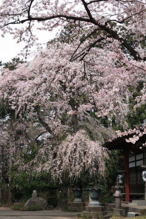 金剛寺のしだれ桜 4月7日撮影