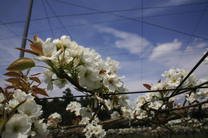 梨の花　4月22日撮影