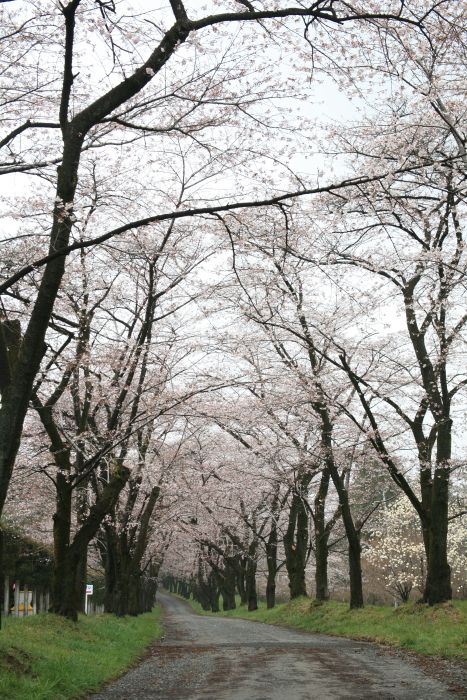 ４月９日の千本桜（桜並木中間付近）