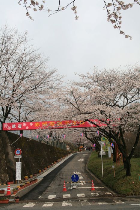 4月9日の千本桜南口