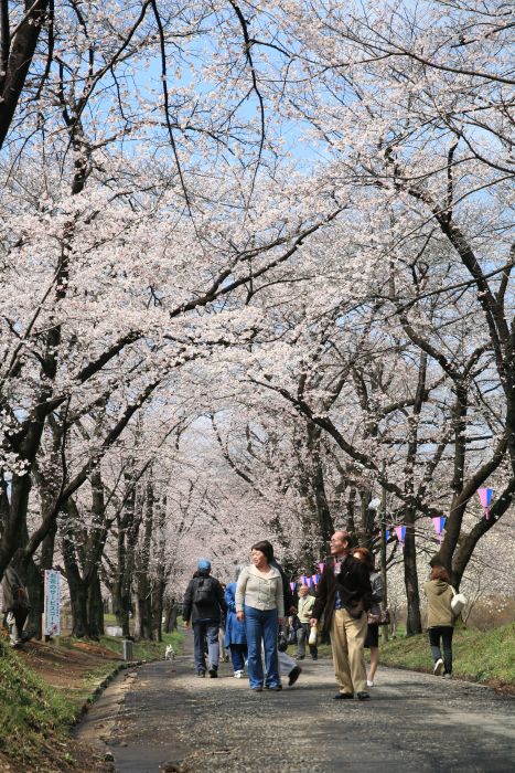 4月9日の千本桜