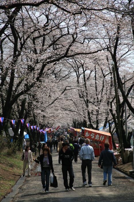 4月9日の千本桜