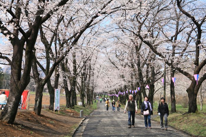 ４月９日の千本桜
