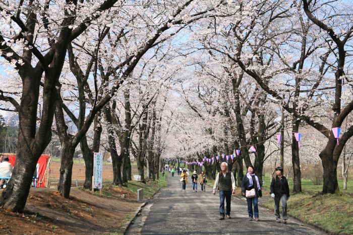 4月9日の千本桜