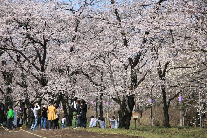 4月9日の千本桜