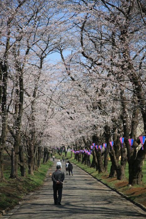 4月10日の千本桜