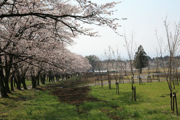 ４月１０日の千本桜とみやぎ千本桜の森