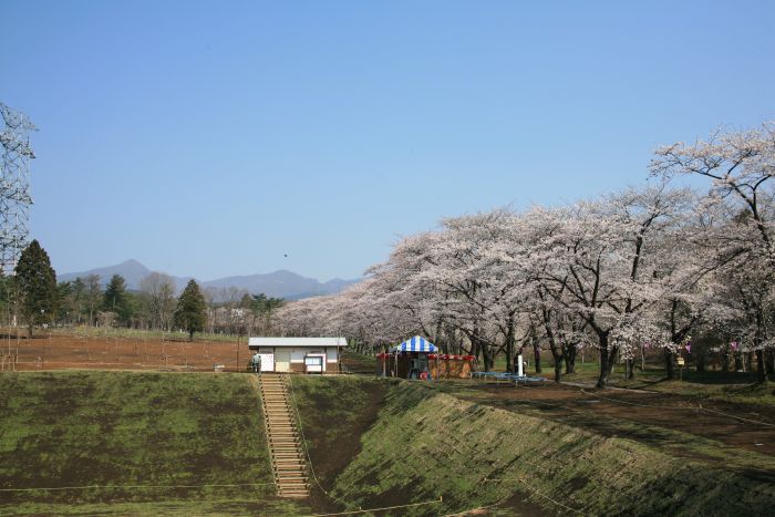 4月10日の千本桜とみやぎ千本桜の森