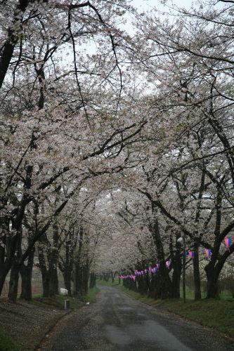 ４月１６日現在の千本桜
