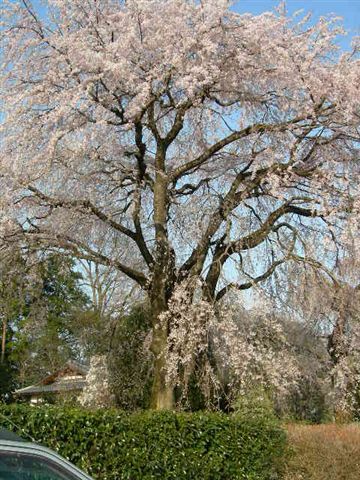 桐生市新里町のお角桜